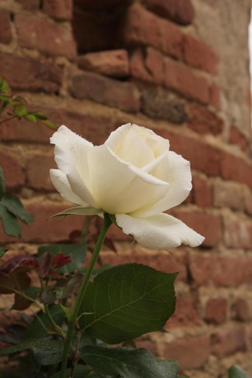 Domaine De Belcayre Bed & Breakfast Montauban Luaran gambar