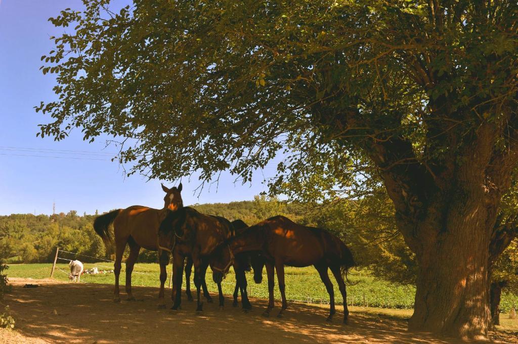 Domaine De Belcayre Bed & Breakfast Montauban Luaran gambar
